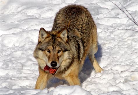 free wolf stock photos|free wolf photos desktop.